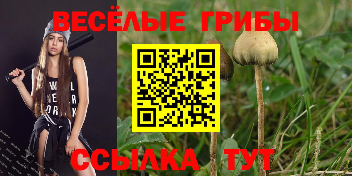 что такое наркотик  Вход с VPN  Солнечногорск  Галлюциногенные грибы Psilocybe 